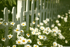 flowers_near_fence-wallpaper-1440x900
