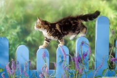 kitten_walking_on_a_fence-wallpaper-1440x900